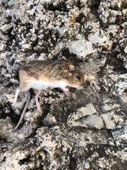 Perognathus