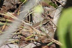 Aspidoscelis cozumela