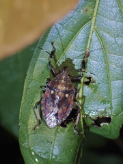 Dalpada oculata