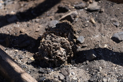 Daleomyces phillipsii