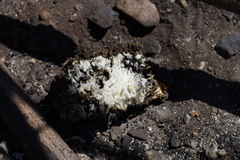 Daleomyces phillipsii