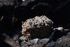 Daleomyces phillipsii