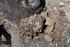 Daleomyces phillipsii