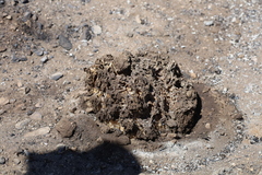 Daleomyces phillipsii