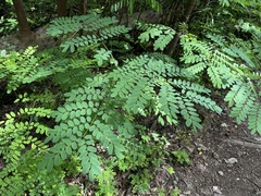 Adenanthera pavonina