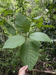 Pisonia horneae