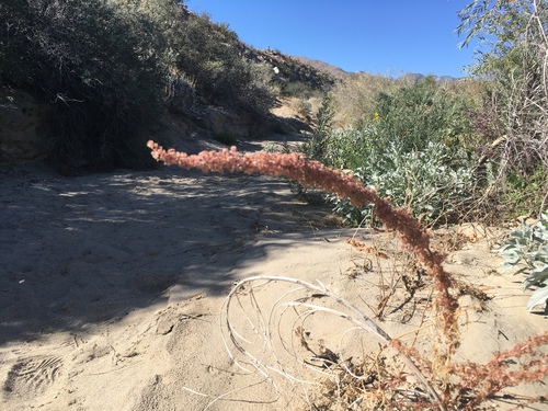 Fringed amaranth (Amaranthus fimbriatus)