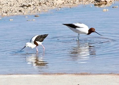 Cladorhynchus leucocephalus