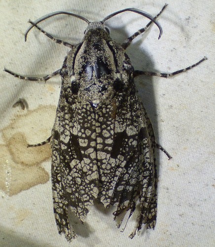 Carpenterworm Moth photo 5