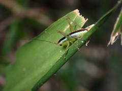 Anisoptera