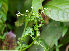 Valeriana chaerophylloides