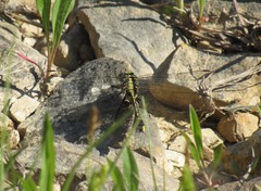 Gomphurus fraternus