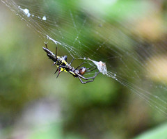 Micrathena pichincha