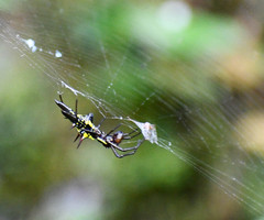 Micrathena pichincha