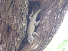 Sceloporus lundelli gaigeae