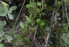 Myrsine nummularia