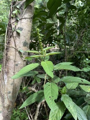Acalypha portoricensis