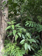 Acalypha portoricensis