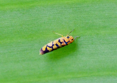 Pawiloma multilunatula