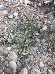 Euphorbia perennans