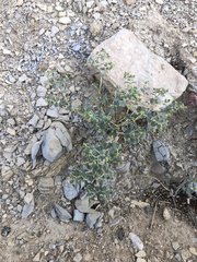 Euphorbia perennans