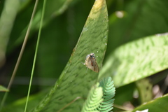 Badecla quadramacula