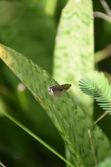 Badecla quadramacula
