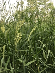 Phalaris arundinacea