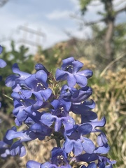 Penstemon cyananthus