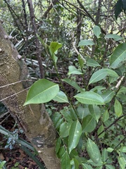 Zanthoxylum schreberi