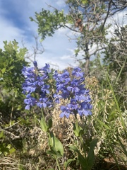 Penstemon cyananthus