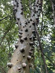 Zanthoxylum schreberi