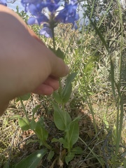 Penstemon cyananthus