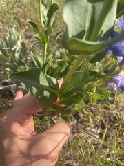 Penstemon cyananthus