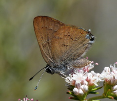 Satyrium auretorum