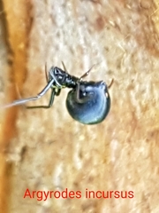 Argyrodes incursus