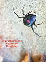 Argyrodes incursus