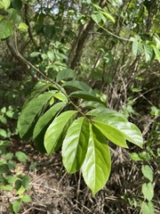 Casearia guianensis