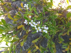 Cakile constricta