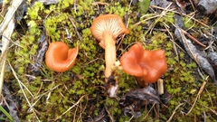 Loreleia marchantiae