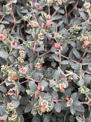 Euphorbia jejuna