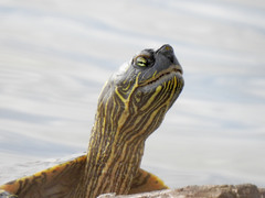 Texas Cooter photo 3