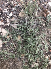 Malvella sagittifolia