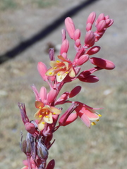 Hesperaloe parviflora