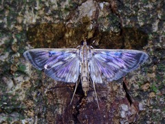 Rhimphalea