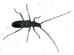 Phoracantha obscura