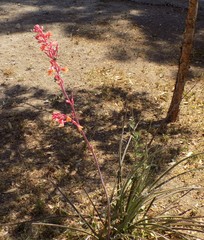 Hesperaloe parviflora