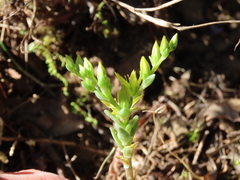Sedum radiatum