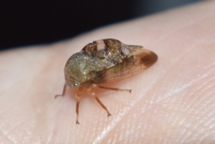 Cyrtolobus tuberosus