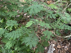Senegalia westiana